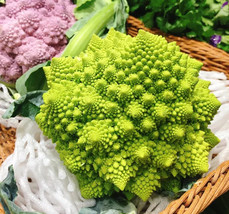 USA Seller 200 Romanesco Broccoli Seeds Organic Fresh - $9.04