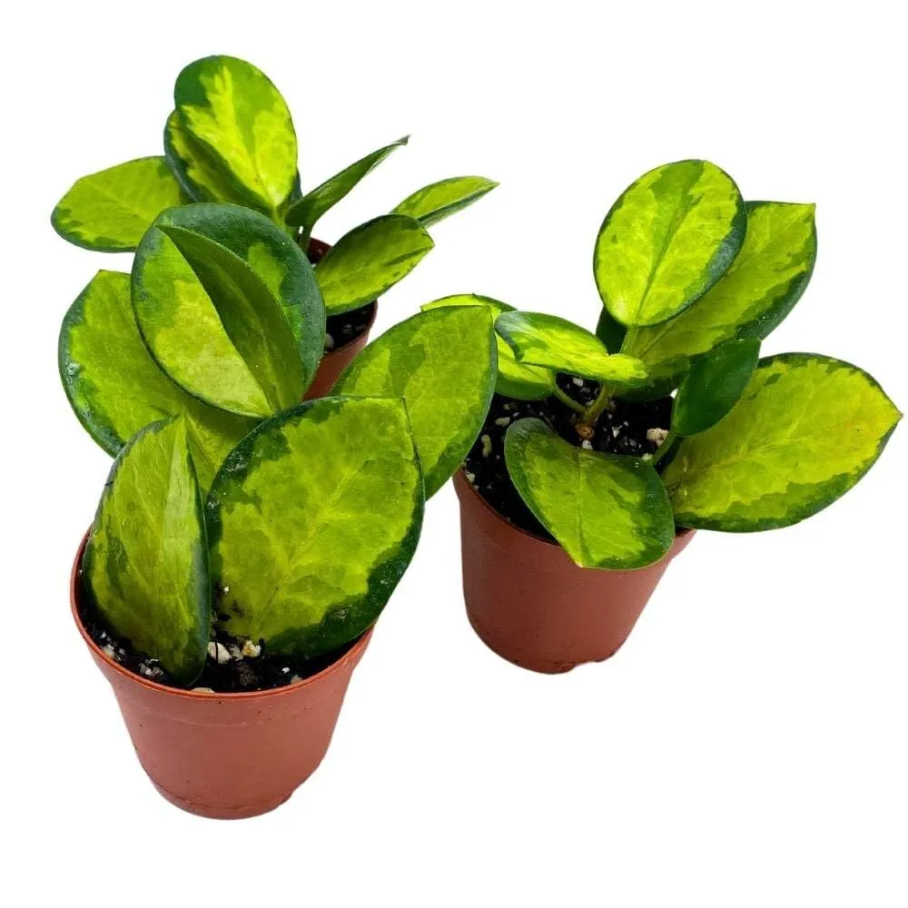 Hoya Variegated Australis 2 in Set of 3 Lisa Wax Plant Porcelain Flower Tiny M - £41.18 GBP