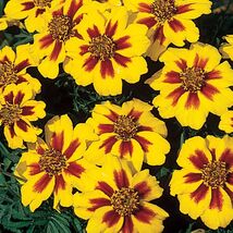 French Marigold Naughty Marrietta Seeds, Dwarf Compact,  FREE SHIPPING - $1.97+