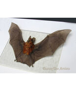 Real Horseshoe Bat Rhinolophus Lepidus Real Framed Taxidermy Museum Shadowbox  - $122.00