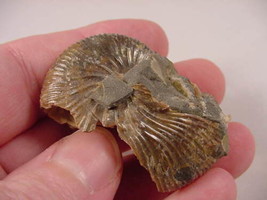 (F-426-C) Ammonite fossil ammonites extinct marine molluscs shell - £9.57 GBP