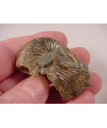(F-426-C) Ammonite fossil ammonites extinct marine molluscs shell - £9.53 GBP