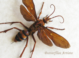 Large Tarantula Hawk Spider Wasp Hemipepsis Glabrata Framed Entomology Shadowbox - $129.99