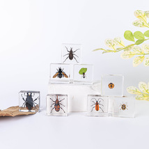 Creative Transparent Resin Insect Specimens Beetle Golden Cicada Bee - £22.30 GBP