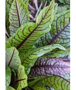 SEED-Bloody Dock, Red Sorrel, Beautiful Edible Leaves, Hardy Perennial Herb - €3,41 EUR+