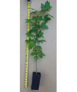 American Sweetgum  Potted Plants- 20-28 Inch Tall (Liquidambar styraciflua) - £22.62 GBP