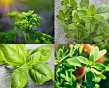 Culinary Herb Seeds Survival Kit Or Grow Indoors  Basil Parsley Oregano ... - £7.20 GBP