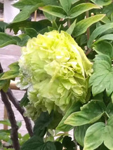 New Fresh Double Petaled Green Peony Seeds Chongzhou Collection Strong Fragrance - $4.31