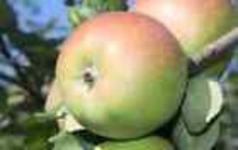 25+ Belle Fleur De France Apple Seeds  - $9.00