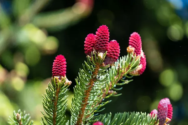 30 Red Spruce Tree Seeds To Plant Picea Rubens Usa Seller - £14.27 GBP