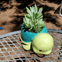 Turtle Planter & Live Succulent, 5" Blue Green Ceramic Tortoise Pot, Sedeveria image 7
