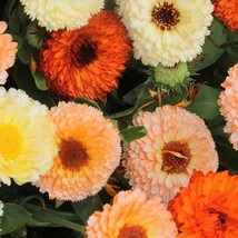 US Seller Calendula Fruit Burst Calendula Officinalis 15 Flower Seeds Fast Shipp - $14.54