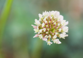 500 SEEDS Trifolium repens Seeds White Clover Hokkaido - £11.04 GBP