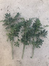 3 Fresh Cutting Common Rue Plant Ruta Graveolens Herb Of Grace Ready To Plant US - $51.98