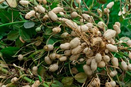 AW Virginia Jumbo Peanut Seeds Non-Gmo Peanut Butter US Seller - $7.49