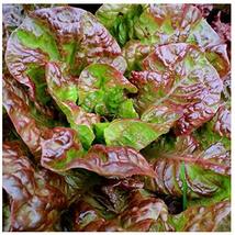 Sow No GMO Lettuce Prizehead Non GMO Heirloom Garden Vegetable 250 Seeds - $2.45