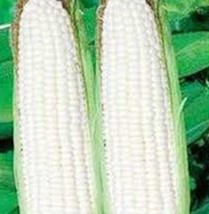 100 SEEDS CORN WHITE STOWELL&#39;S EVERGREEN QUICK GARDEN GLOW WITH HEIRLOOM - £6.38 GBP