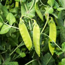 Oregon Sugar Pod II Snow Pea Seeds, Heirloom, NON-GMO, FREE SHIPPING - €1,69 EUR+