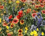 500 Seeds Wildflower Mix Seeds Drought Resistant 25 Species Dry Area Non... - $8.99