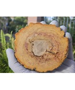 Petrified Wood Stone Decorative Crystal Slice (M07) - $34.71 CAD