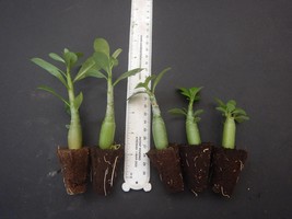 5 Randomly Selected Adenium Obesum Desert Rose SMALL STARTER Plants/Plugs - £27.05 GBP