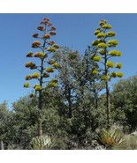 Parry Agave 10 Seeds Agave Parryi Cactus Drought Tolerant Desert Xeric Gardens - $9.89
