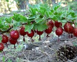Organic Sierra Goosebery {Ribes roezlii} Edible Flowering 10 seeds - £4.37 GBP