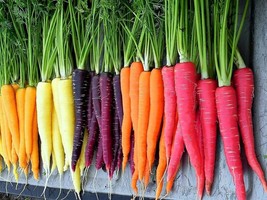 SML Rainbow Carrot Seeds 200 Organic Florida Grown Fantastic Taste Bulk ... - $12.69