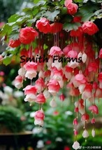 25 Seeds Red &amp; White Weeping Begonia Flowers Beautiful Hanging Basket Plant - $6.90