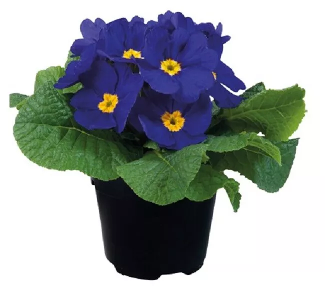 Primula Seeds Primula Early Blue 50 Primrose Seeds SS - $17.09