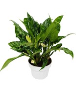 Aglaonema Chinese Evergreen Maria 6&#39; Pot Rare Variegated Leaves - $79.19 CAD