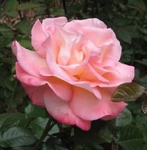 Pink Rose Rosa Bush Shrub Perennial Flower * 5 Seeds - £4.70 GBP
