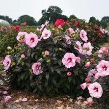 1.bush hibiscus CHERRY CHOCO LATTE 2.5&quot; pot  Live Potted Plantfor Home Garden - £28.31 GBP