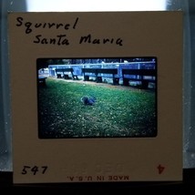 Cute Chubby Squirrel Santa Maria California Kodachrome Found Slide Original 1960 - £7.79 GBP