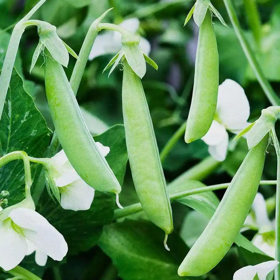 Primary image for Sugar Ann Snap Pea 140 Seeds