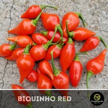 Red Biquinho Pepper Seeds Fresh Garden - $5.94