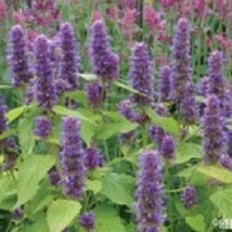 THJAR 50 Lavender Agastache Hyssop / Perennial Flower Seeds - $6.74