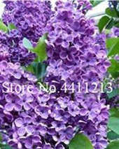 US Seller 100Pcs Japanese Lilac Flowers Seeds Purple Colors Fast Shipping - £10.73 GBP