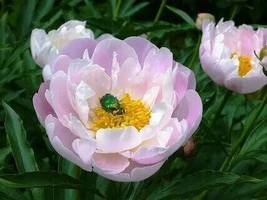 Chinese Peony Mixed 4 Types Fully White Double Petals Flowers, 5 Seeds  - £8.09 GBP