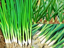 500 Seeds Japanese Evergreen Bunching Green Onion Welsh Nebuka He Shi Ko 70 Day - £13.18 GBP