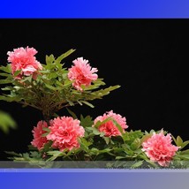 Heirloom Multi-petalled Pink Peony Tree &#39;Wu Zhi&#39; Flower Seeds, Professional Pack - £2.78 GBP