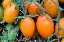 50 + seeds Orange Roma Tomato Tomatoe Vegetable Garden Edible Canning From US  - $8.94