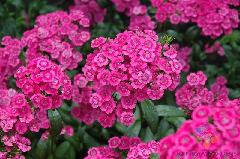 Seeds USA Seller 200 Jolt Pink Swirl Carnation Seeds Planting - $10.96