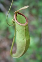 Tropical Pitcher Plant 5 Seeds Nepenthes mirabilis - €9,27 EUR