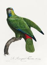 Festive Amazon, Amazona Festiva - 1800's - Francois Levaillant - Bird Magnet - $11.99