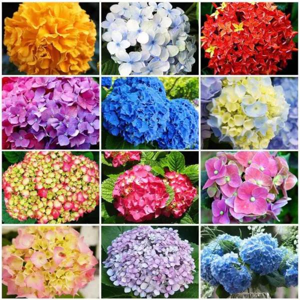 Fresh 50 Pcs Mixed Color Multicolor Hydrangea Macrophylla Seed Bonsai Flower Pla - £19.37 GBP