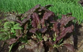 BPA 1500 Seeds Red Giant Mustard Ornamental Japanese Greens Herb Vegetable Brass - £7.76 GBP