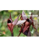 SERAPIAS ISTRIACA "ISTRIA TONGUE ORCHID" EUROPEAN TERRESTRIAL ORCHID POTTED - $49.00