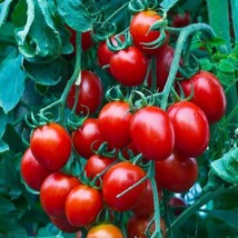 Tomato Seeds Small Red Cherry Tomato Heirloom 100 Thru 2000 Seeds Gardening USA  - £10.86 GBP