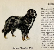 Bernese Mountain Dog 1939 Breed Art Ole Larsen Color Plate Print Antique PCBG18 - £23.97 GBP